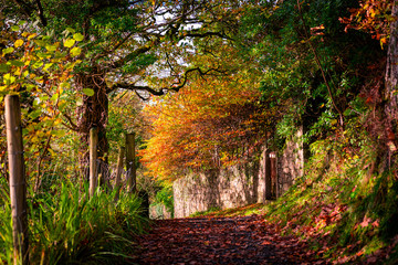 Naklejka premium Autumn path