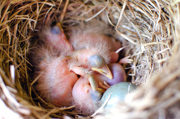 Naklejka na ściany i meble sleeping Blackbird Chicks in the nest