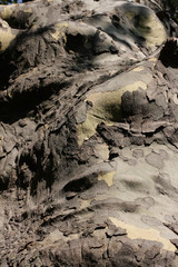 Similarities between humans and trees