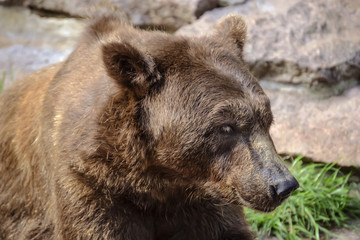 Face of a large brown bear close-up in nature