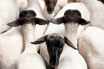 Naklejka premium Sheep in shearing yards after being shorn