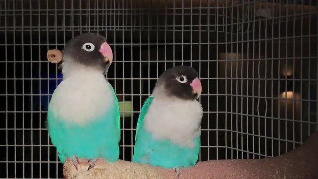 Two beautiful love birds inside a cage