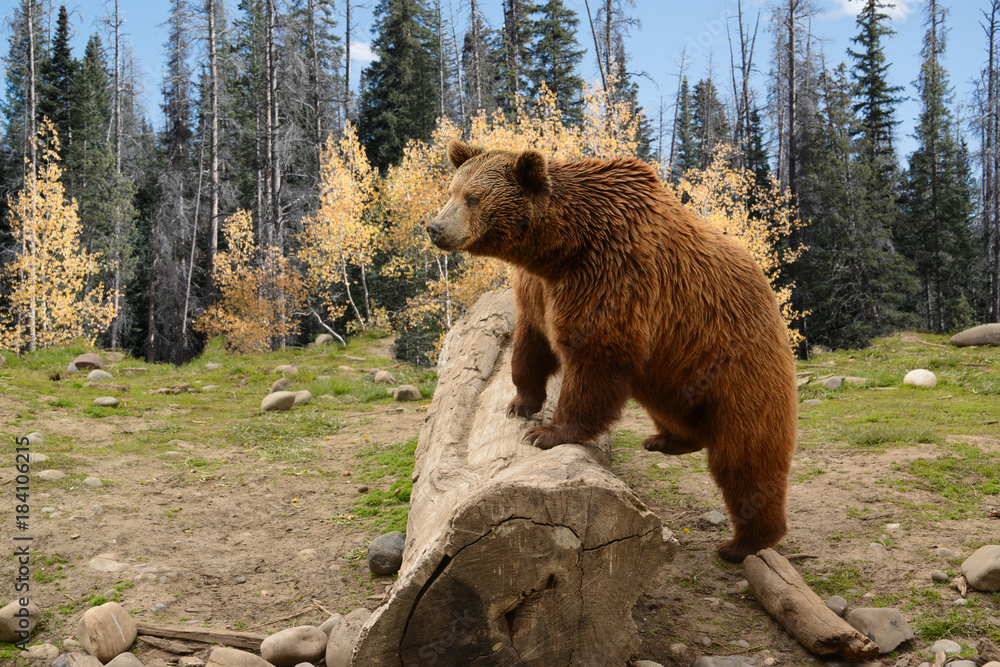 Wall mural grizzly brown bear climbing over old log in autumn woods