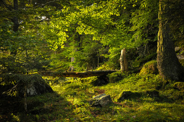 Downed Tree in an Undergrowth near the Peak of Saint Barthelemy