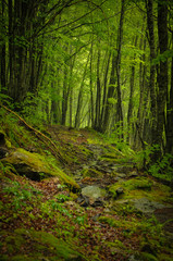 Tunnel of Greenery un Undergrowth of the Valley of Estours