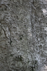 Similarities between humans and trees