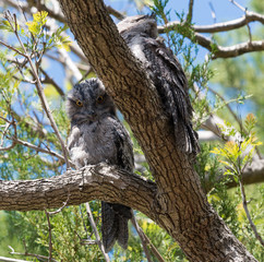 Tawny frogmouths in a tree