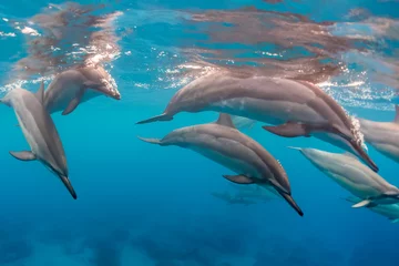 Rolgordijnen The Dolphin Pod © Melissa