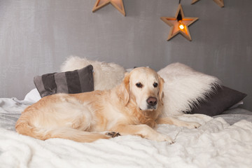 Adorable Golden Retriever Dog on Light Pastel Gray White Scandinavian Textile Decorative Coat Pillows for Modern Bed in House or Hotel. Christmas pets care friendly concept.