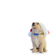 Christmas puppy wearing a Santa hat.