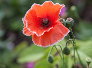red poppy abstract flower