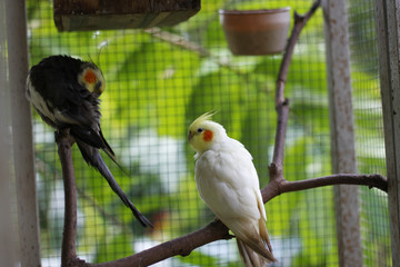 white Cockatiels bird stand  in a cage