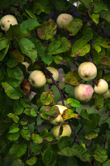 Obraz premium apples on the branches of the old Apple tree