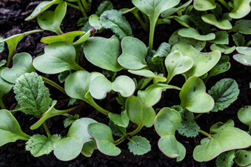 Close view of small green radish sprouts crowded together, horizontal aspect