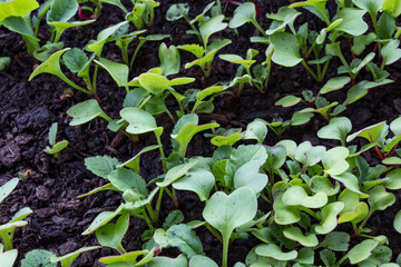 Closeup view of green radish sprouts in organic growing medium, horizontal aspect