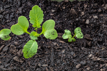 Close view of small green radishes in different states of growth, horizontal aspect