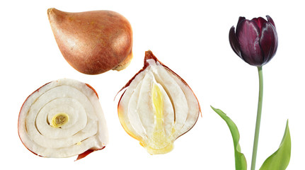 Black tulip flower with tulip bulb in the section isolated on white background