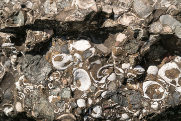 化石　テクスチャ