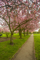 Naklejka premium Cheery Blossom