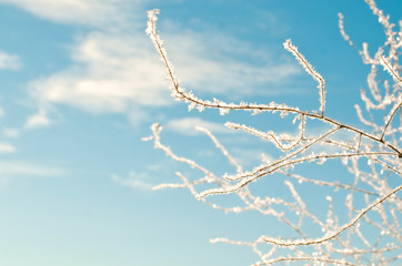 frosted branch on a frosty day