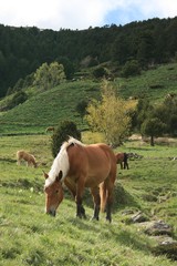 Cheval dans la montagne