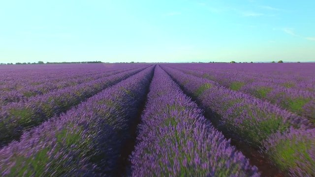 AERIAL CLOSE UP: Flying over countless rows of beautiful lavender growing on gravel in Provence during a hot summer day. Endless fields of Lavandula in French countryside. Rural France on sunlit day.