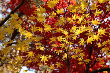 紅葉の風景