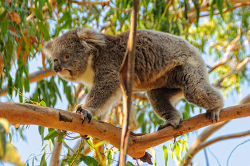 Koalas are nocturnal animals but sometimes they move around even in daytime to catch the sun or the...