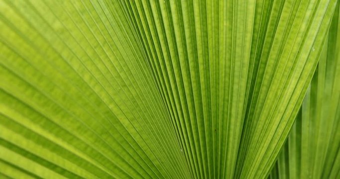 palm leaf texture, abstract green pattern of foliage plant in nature