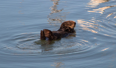 Fototapeta premium California Sea Otter