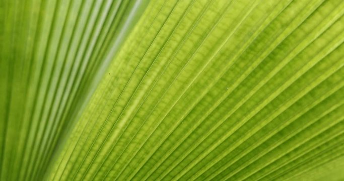 palm leaf texture, abstract green pattern of foliage plant in nature