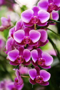 Fototapeta beautiful pink orchid flower in winter