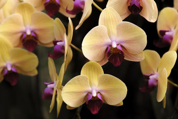 Fototapeta na wymiar beautiful yellow orchid in nature