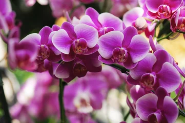 Foto op Plexiglas Orchidee beautiful orchid flower in winter