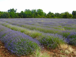 Natural lavender bunches