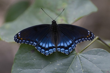 Butterfly 2017-121 / Black and blue butterfly on a leaf