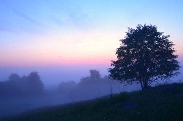 Fototapeta na wymiar tree on the hill in the fog