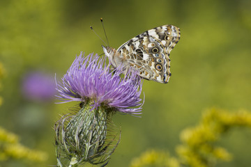 Butterfly 2017-128 / Butterfly in field of thistle