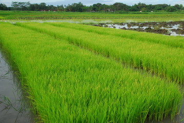rice plants that are about one month old