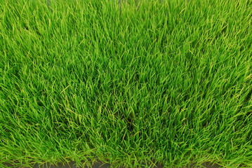 rice plants that are about one month old