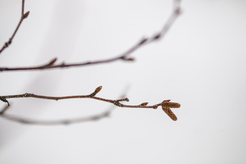 Fototapeta premium Winter Tree Branch