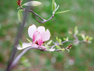 Obraz premium Magnolia blossom in spring