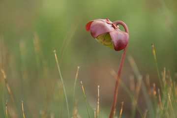 Sarracenia purpurea, commonly known as the northern pitcher plant.