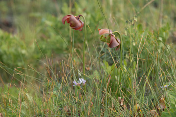 Sarracenia purpurea, commonly known as the northern pitcher plant.