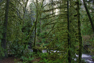 Old growth rain forest in Stocking Creek Waterfall park in Vancouver Island, British Columbia, Canada