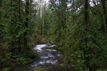 Fototapeta na wymiar Old growth rain forest in Stocking Creek Waterfall park in Vancouver Island, British Columbia, Canada