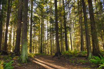 Fototapeta premium Promienie słoneczne filtrujące przez leśne liście w parku prowincjonalnym Vancouver Island