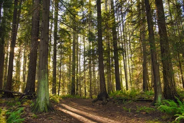 Papier Peint photo Forêt Rayons du soleil filtrant à travers le feuillage de la forêt dans un parc provincial de l& 39 île de Vancouver