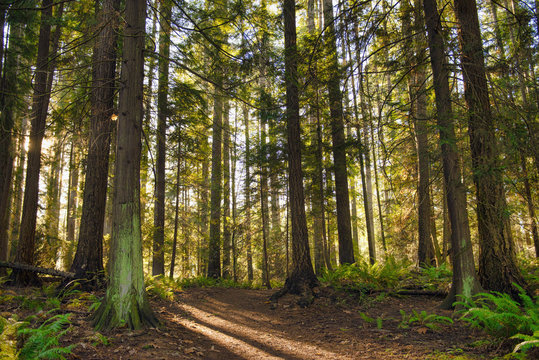 Fototapeta Sunrays filtering thru the forest foliage in a Vancouver Island provincial park