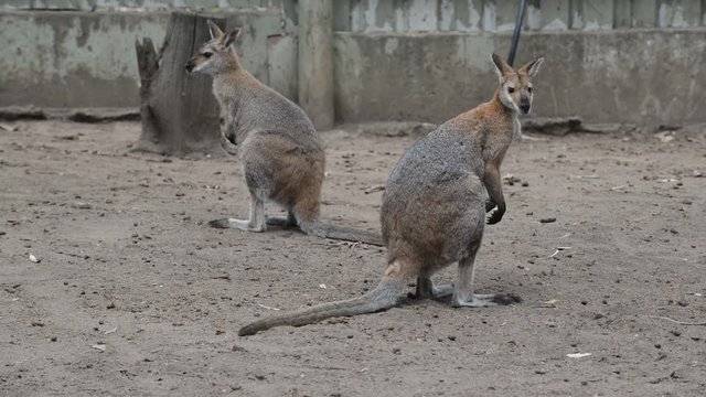 Wallaby in Australia